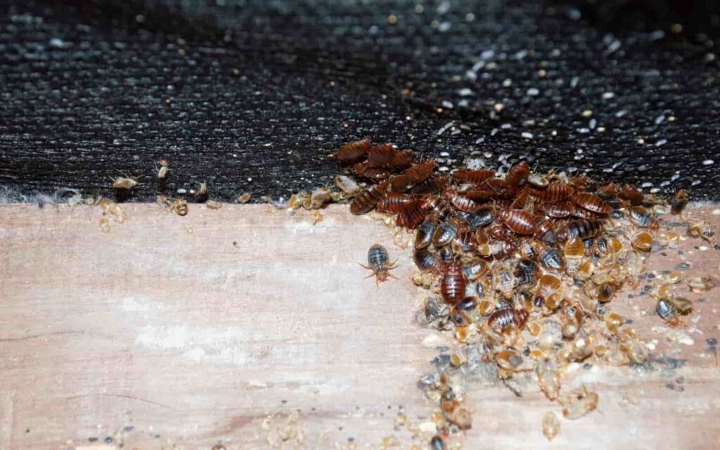 Ants working on a piece of wood with a dark textured background.